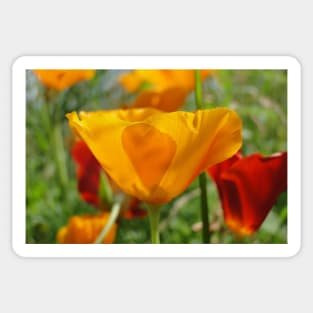 California Poppy Sticker